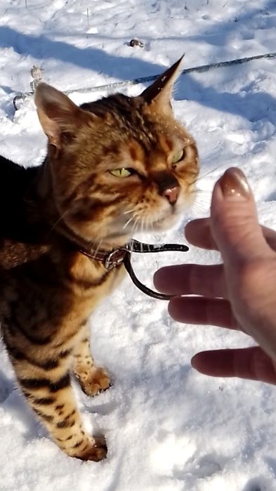 Бенгальський кіт на в'язку