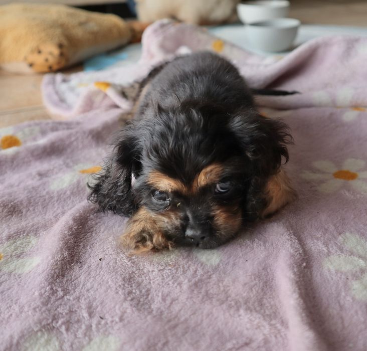 Sunia Cocker spaniel amerykański FCI