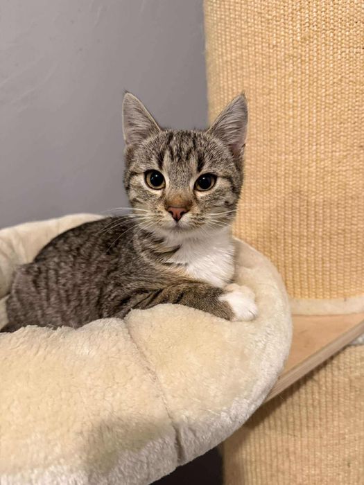 Kocięta w różnym wieku do adopcji