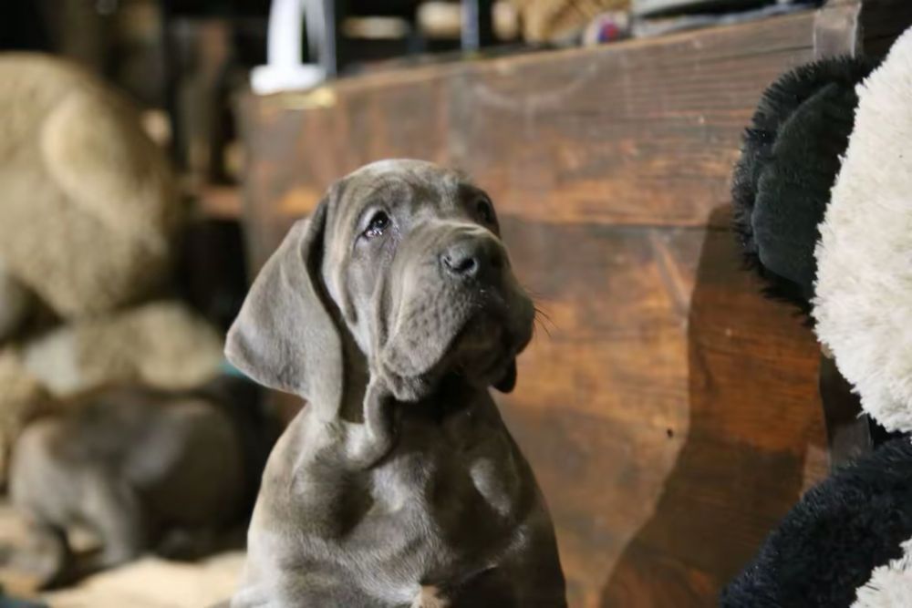 Piękny Szczeniaczek Dog Niemiecki Błękitny Rodowód FCI