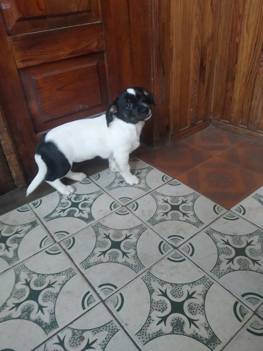 Віддам цуценя дівчинку у добрі руки