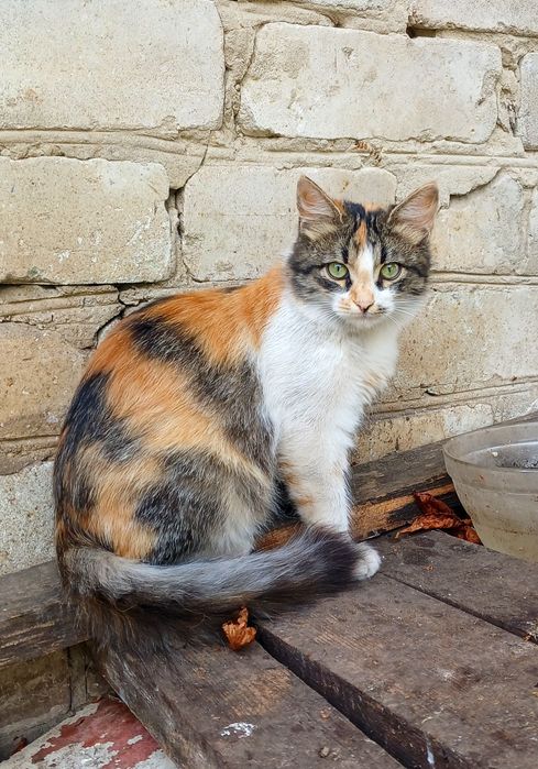 Пушистая трёхцветная котёнок девочка щет дом! котята в хорошие руки