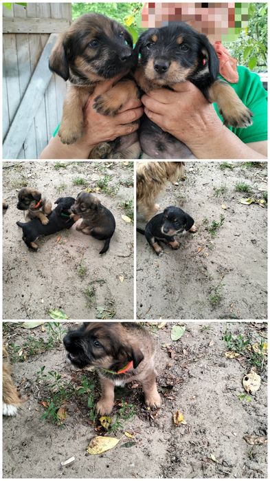 Віддам цуценят в добрі руки.
