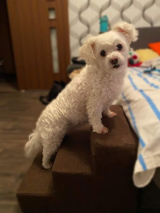 Сходинка для песиків. Колір бежевий з кісточкою. 30*40 см