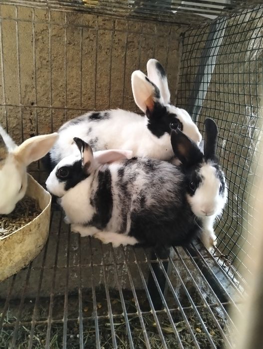 Coelhos anões deste ano