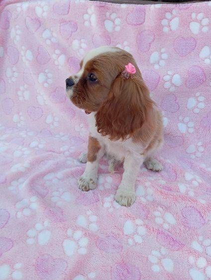 Cavalier king charles spaniel- śliczna suczka