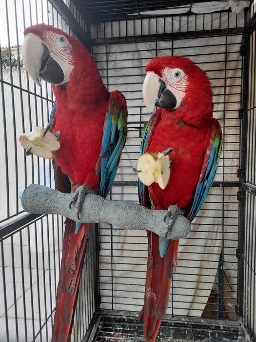 Várias aves criadas a mão e para acabar de criar a mão