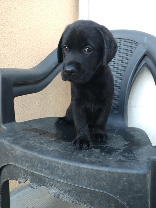 Labrador macho puro