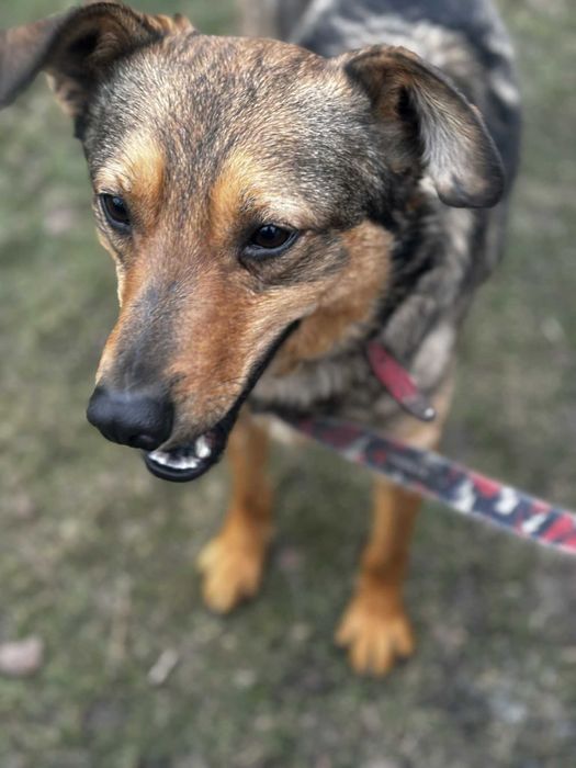 Większość życia w przytulsiku pomóz adoptuj