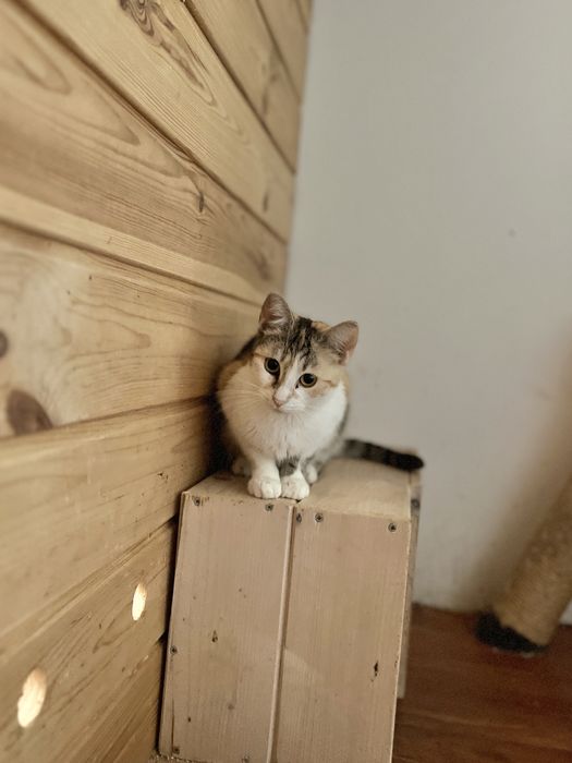 SASANKA - młoda kotka tricolor szuka domu