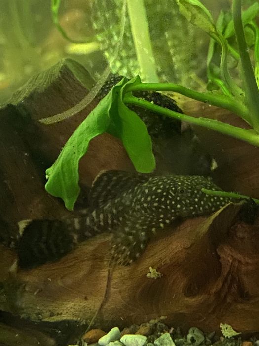 Ancitrus albino glonojad zbrojnik zloty i czarny narybek