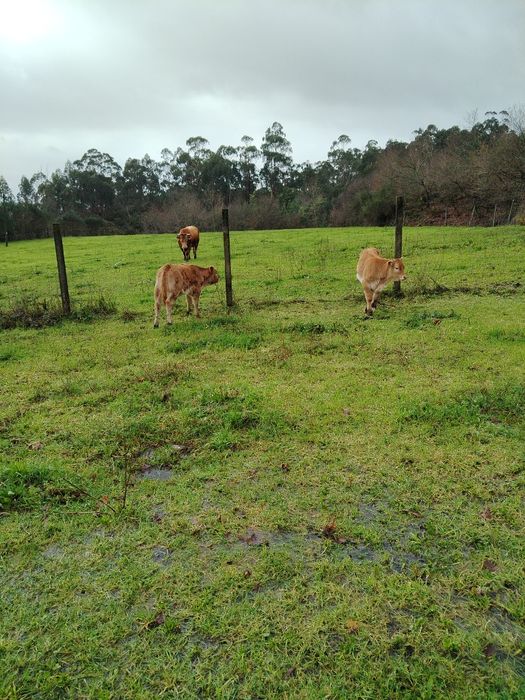 Vendo casal de vitelos