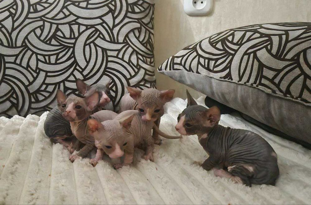 Канадский свинкс котята