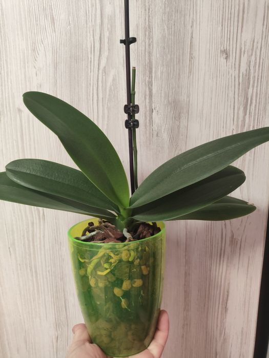 Продам орхидею попугай