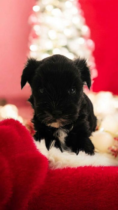 Zjawiskowy York ! BLACK Cudo ! Komplet dokumentów! Mega ZJAWISKOWY