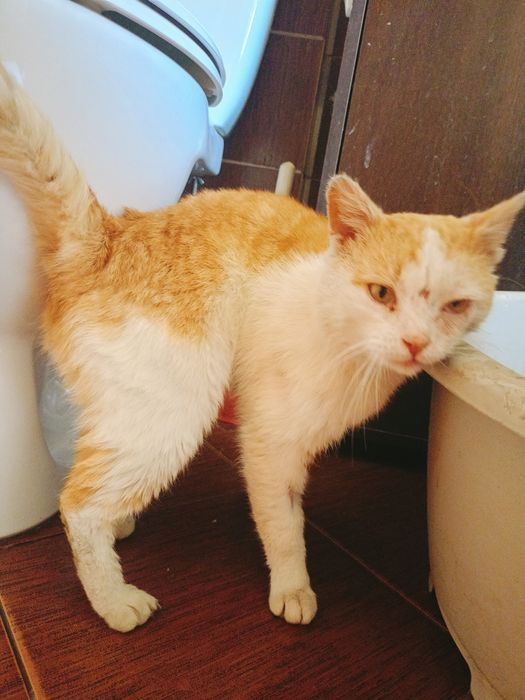 Kleoś- wyjątkowy pieszczoch szuka domu! Kot do adopcji !