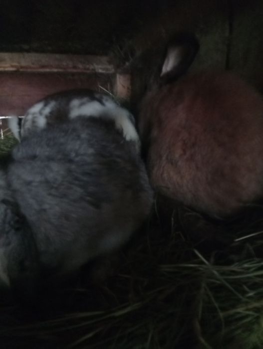 Młode kroliki mieszance