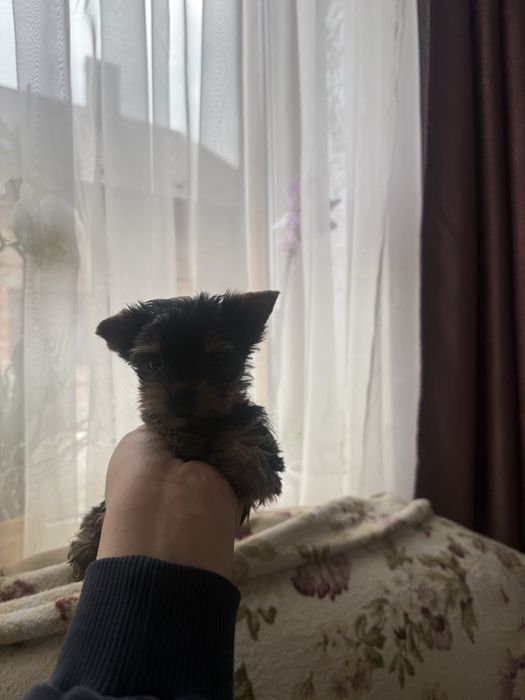 Мікро міні дівчинка