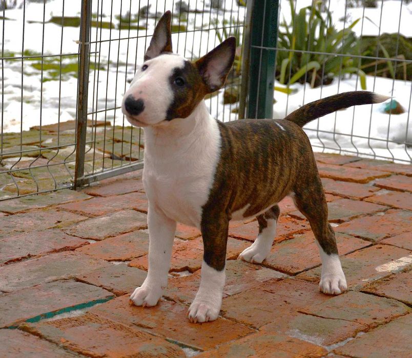 Дівчинка Мініатюрний бультер'єр\ Миниатюрный бультерьер