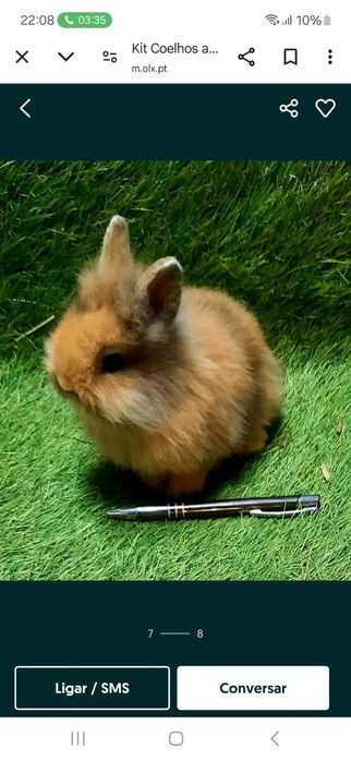 Coelhinhos anões várias raças