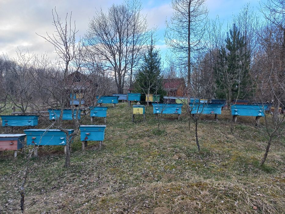 Продам бджолопакети