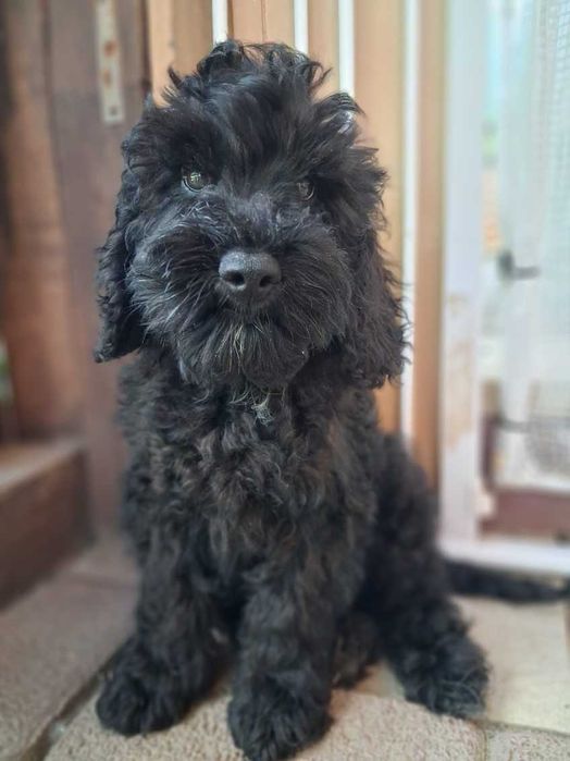 Cockapoo F1b, zrównoważony piesek, tata pudel biało/ czarny, FCI, badania