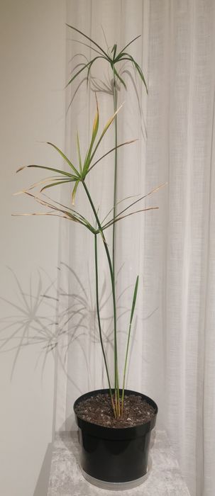 Roślina pokojowa Cibora papirus sadzonka PILNIE