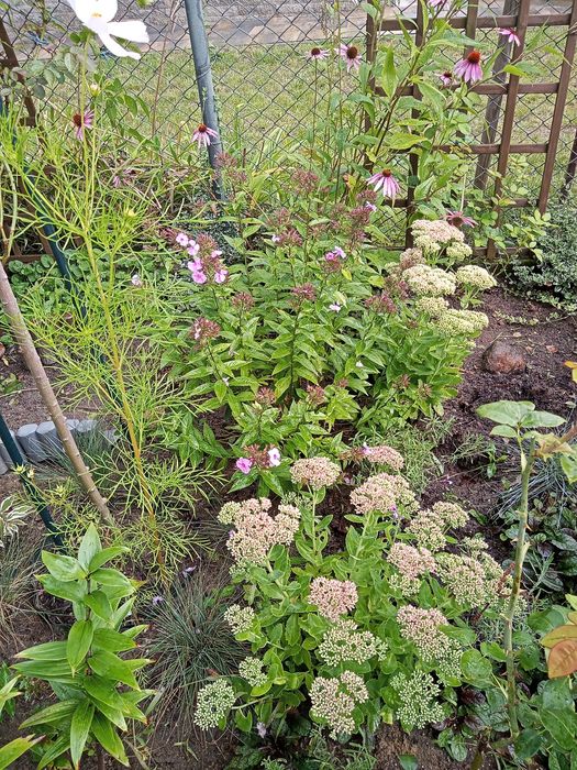 Sadzonki kwiatów nadwyżka ogrodowa cena za całość