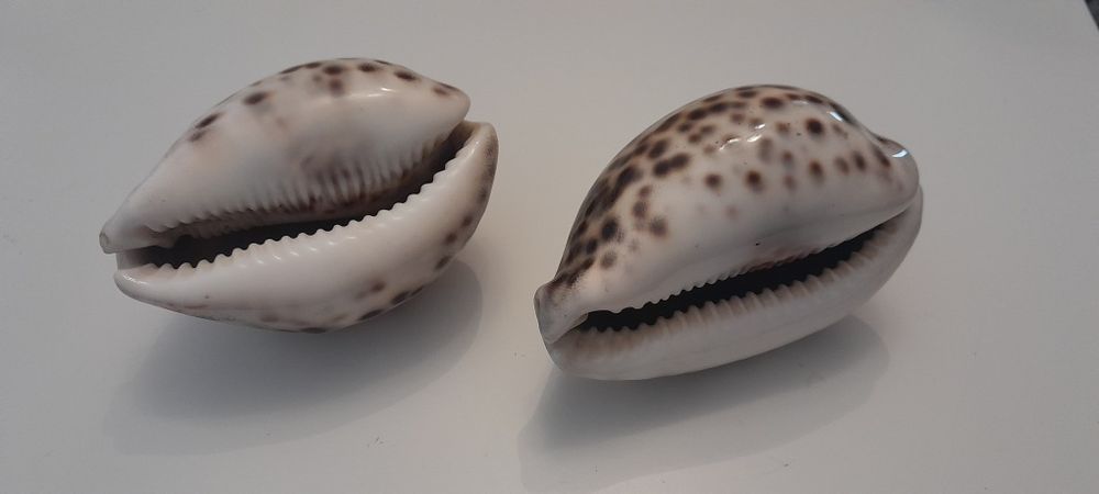 Búzios grande e peq