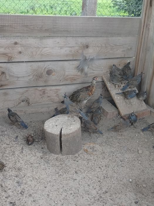 Przepiór kalifornijski samiec 2025 !