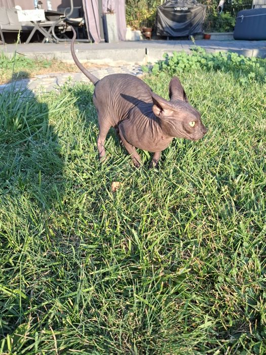 Uroczy czarny kocurek FPL  adopcja płatna