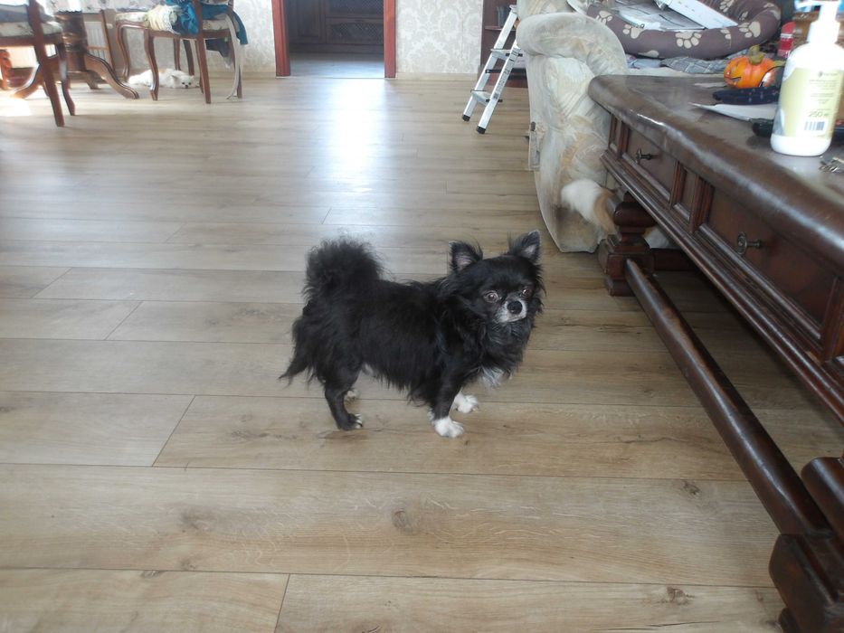 piesek chihuahua