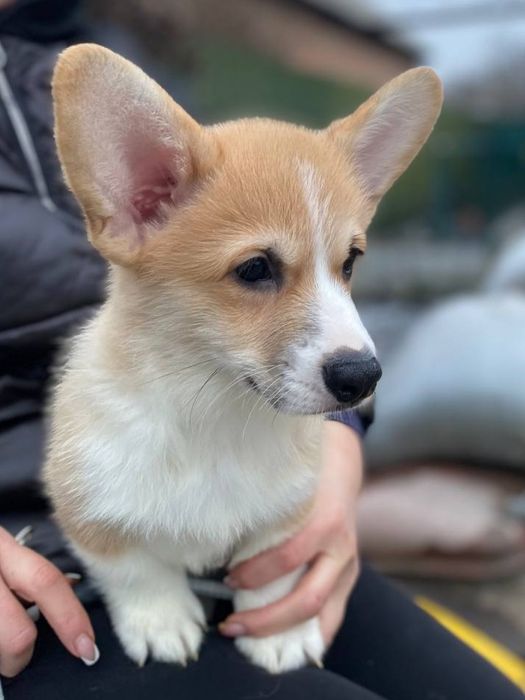 Цуценя хлопчик бобтейл