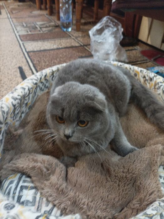 Продам кішку британська весловуха