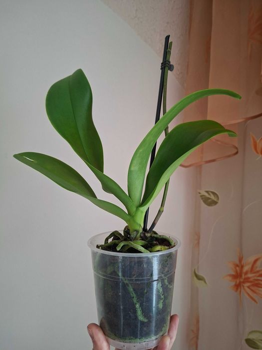 Фаленопсіс ambiance орхідея мультіфлора