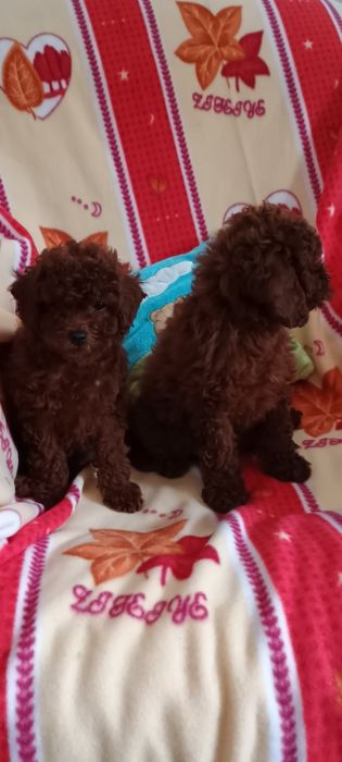 Pudel toy Red Braun piesek po chińskich rodzicach.