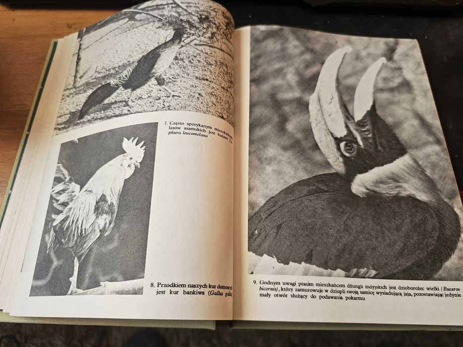 Głosy dżungli książka