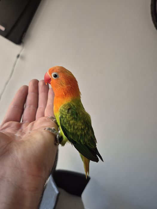 Agapornis Domesticado