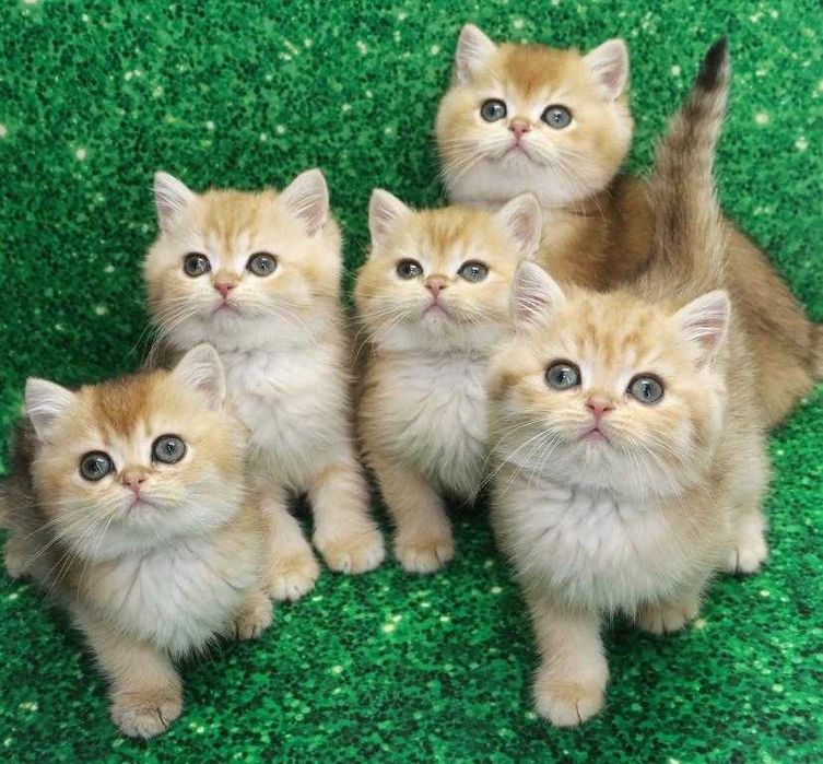 Золоті за кольором та за характером