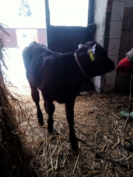 Jałóweczka mięsna