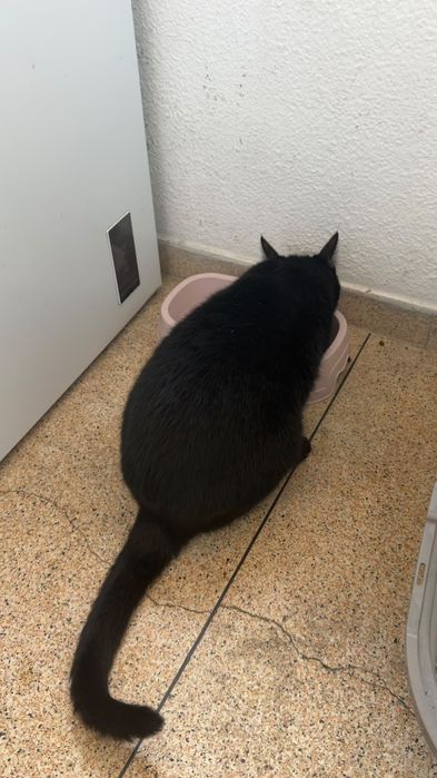 Gato para adoção