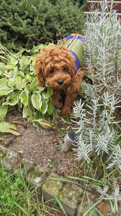 Sunia cavapoo f1