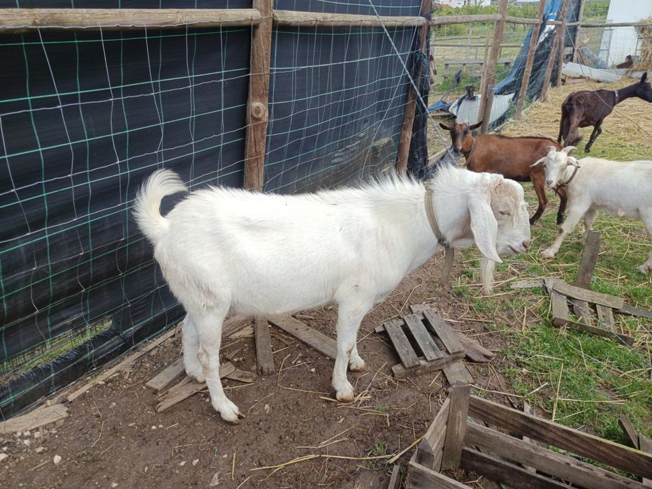 1 chibo e 2 cabras