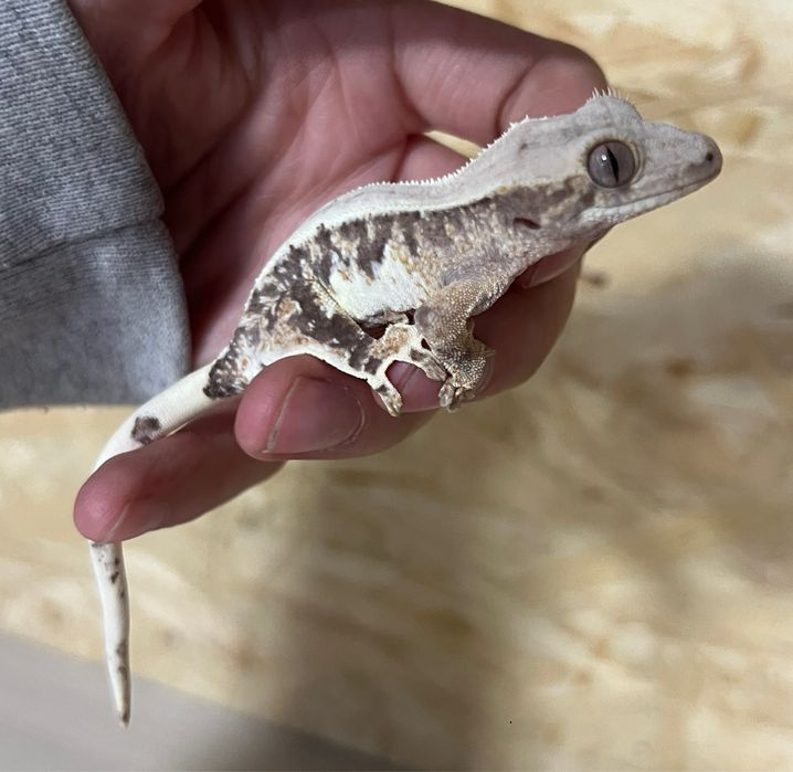 Gekon orzęsiony gekony orzęsione duży wybór