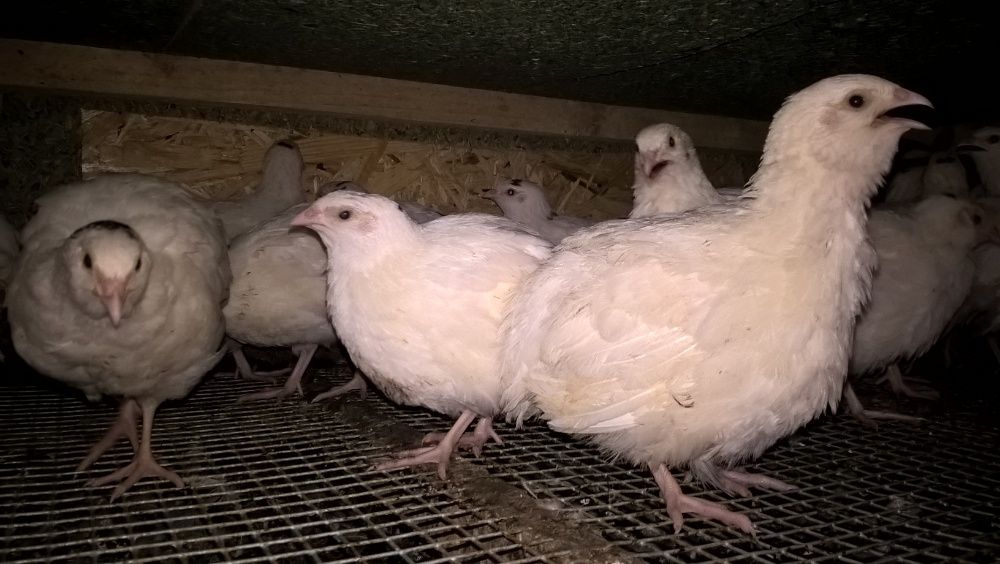 Перепела породы Техасский белый бройлерный