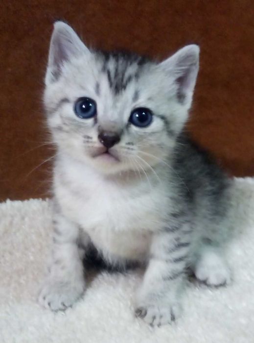 Самый нежный и ласковый!Шотландский котик,Серебристая шиншилла!