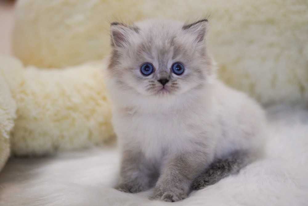 Блакитноока дівчинка Зірка з документами