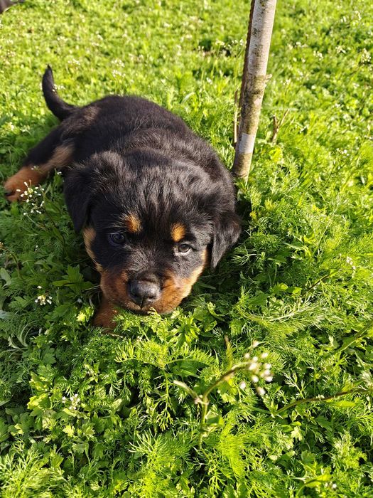 Rottweiler - śliczne szczeniaki