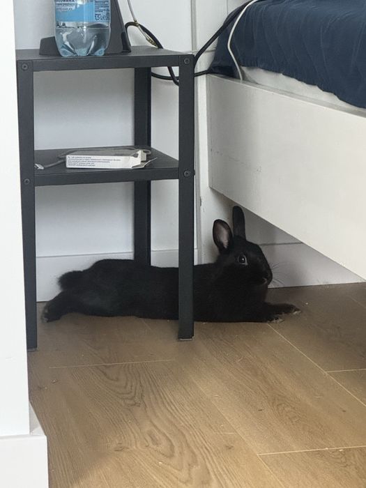 Królik do adopcji