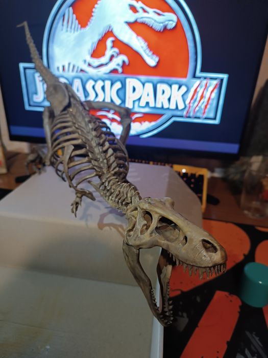 Скелет тиранозавр Рекс. T-Rex